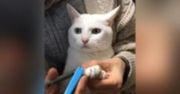 爪切りをしてもらう白猫→『顔』を見ていると…あまりにも尊い『じっと耐える様子』が173万再生「目が全てを物語っているｗ」「偉すぎ」