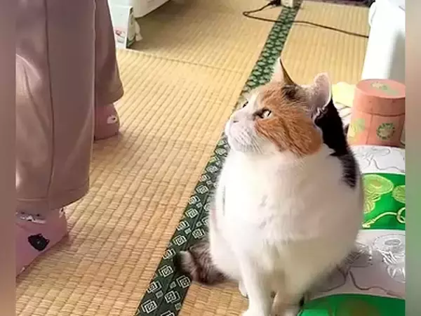 おやつをもらえることになった『三毛猫』…待っているときの様子が尊すぎると18万再生「全部ひっくるめて可愛い」「何と愛おしい」