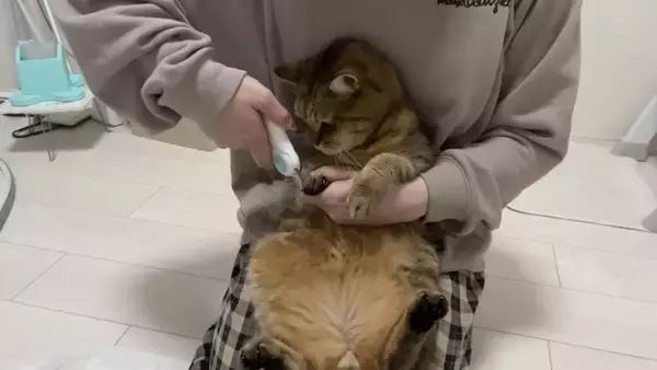 爪切りが苦手な猫→排水溝ネットを被せてみたら…まさかの光景に「古典的な銀行強盗ｗ」「悪いけどめっちゃ笑った」と爆笑する人が続出