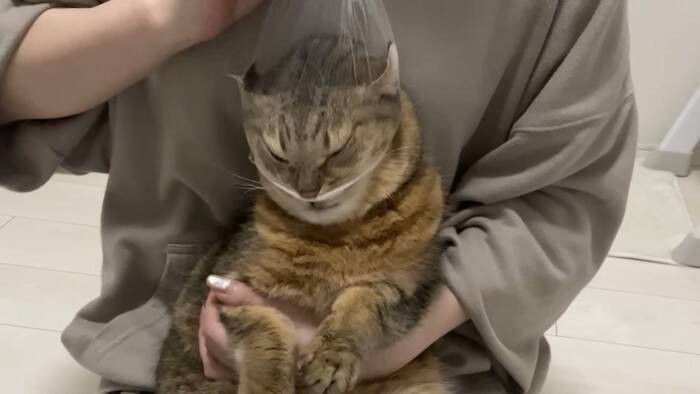 爪切りが苦手な猫→排水溝ネットを被せてみたら…まさかの光景に「古典的な銀行強盗ｗ」「悪いけどめっちゃ笑った」と爆笑する人が続出