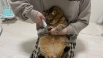 爪切りが苦手な猫→排水溝ネットを被せてみたら…まさかの光景に「古典的な銀行強盗ｗ」「悪いけどめっちゃ笑った」と爆笑する人が続出