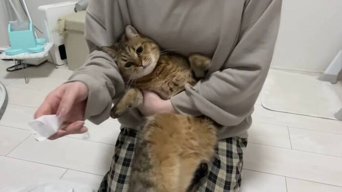 爪切りが苦手な猫→排水溝ネットを被せてみたら…まさかの光景に「古典的な銀行強盗ｗ」「悪いけどめっちゃ笑った」と爆笑する人が続出