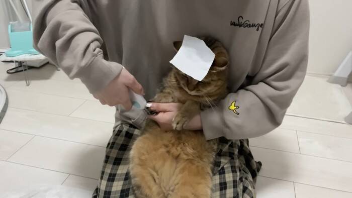 爪切りが苦手な猫→排水溝ネットを被せてみたら…まさかの光景に「古典的な銀行強盗ｗ」「悪いけどめっちゃ笑った」と爆笑する人が続出