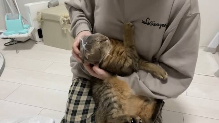 爪切りが苦手な猫→排水溝ネットを被せてみたら…まさかの光景に「古典的な銀行強盗ｗ」「悪いけどめっちゃ笑った」と爆笑する人が続出