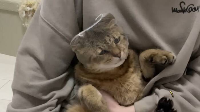 爪切りが苦手な猫→排水溝ネットを被せてみたら…まさかの光景に「古典的な銀行強盗ｗ」「悪いけどめっちゃ笑った」と爆笑する人が続出