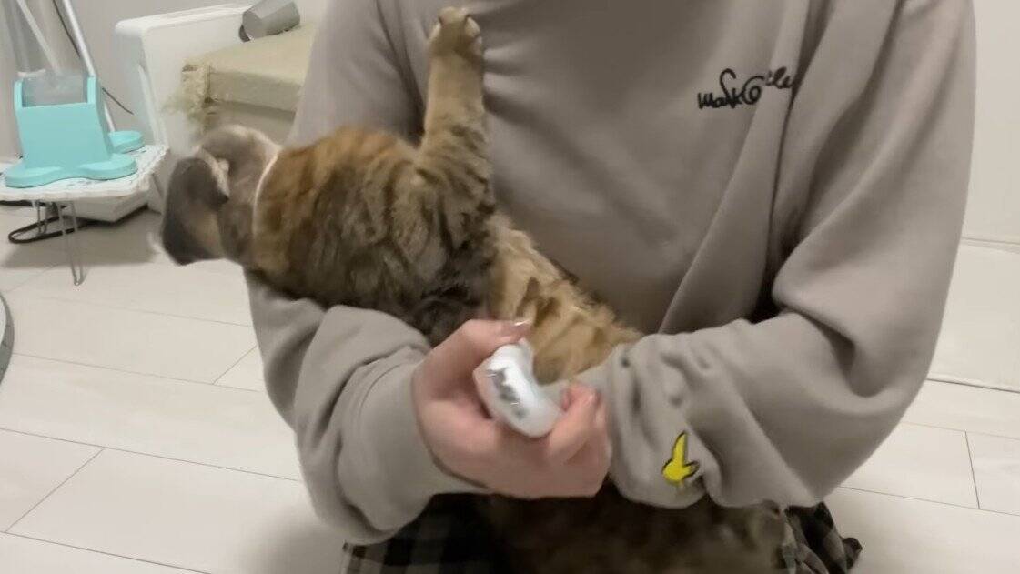 爪切りが苦手な猫→排水溝ネットを被せてみたら…まさかの光景に「古典的な銀行強盗ｗ」「悪いけどめっちゃ笑った」と爆笑する人が続出