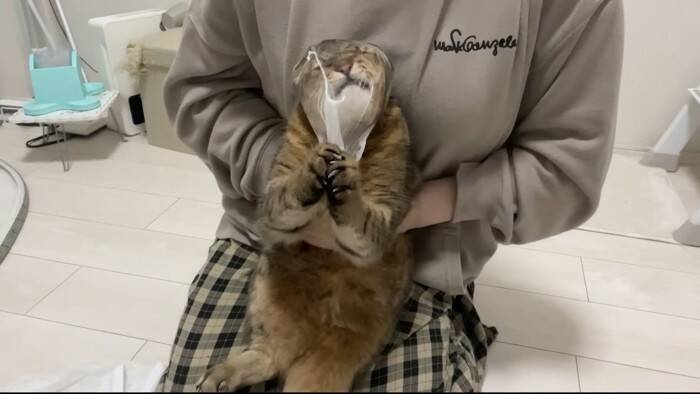 爪切りが苦手な猫→排水溝ネットを被せてみたら…まさかの光景に「古典的な銀行強盗ｗ」「悪いけどめっちゃ笑った」と爆笑する人が続出