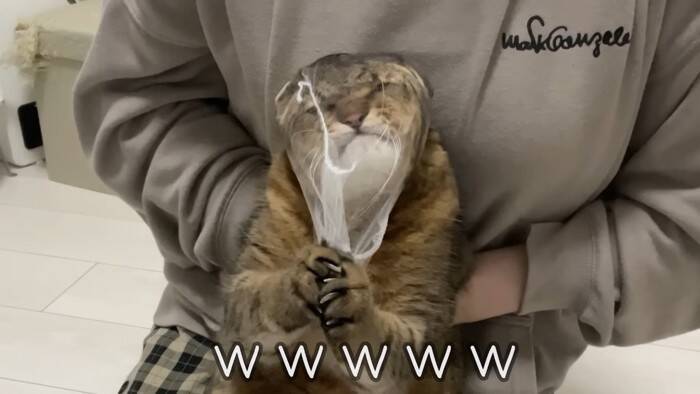 爪切りが苦手な猫→排水溝ネットを被せてみたら…まさかの光景に「古典的な銀行強盗ｗ」「悪いけどめっちゃ笑った」と爆笑する人が続出