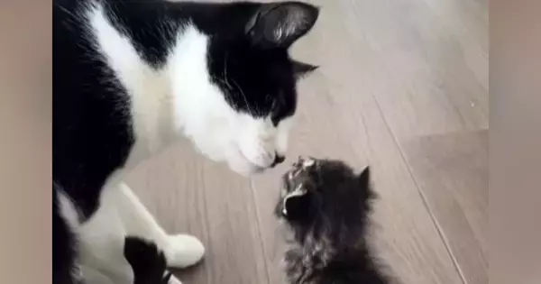 5匹のお兄ちゃん猫が『小さな子猫』と対面した結果……尊すぎる『リアクション』が13万再生「ただただ癒された」「動きも全部たまらん」