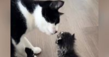 5匹のお兄ちゃん猫が『小さな子猫』と対面した結果……尊すぎる『リアクション』が13万再生「ただただ癒された」「動きも全部たまらん」