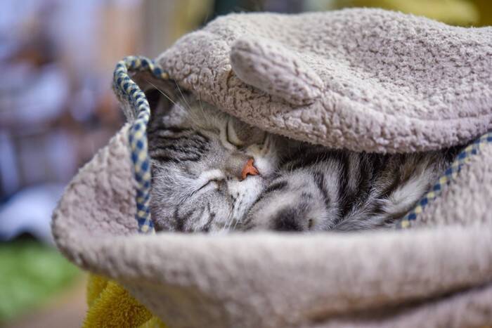 猫の『お気に入りグッズ』を処分するときの注意点4選　愛猫に与える影響や正しい交換方法