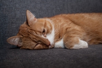 猫の『うつ病』は存在するの？見逃せない5つの症状や飼い主にできる対処法まで解説