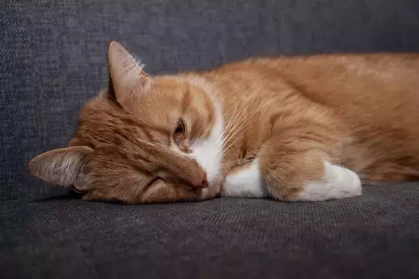 猫の『うつ病』は存在するの？見逃せない5つの症状や飼い主にできる対処法まで解説
