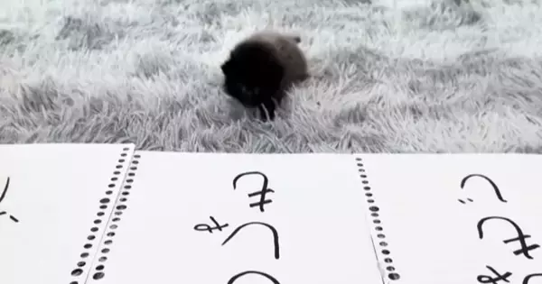 3つの紙を並べて赤ちゃん猫に『自分の名前』を選んでもらった結果…ほっこりする光景が93万再生「悩んだ末にｗ」「勢いが凄くてかわいいｗ」