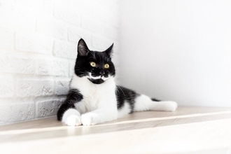 猫の『顔』に表れやすい個性的な模様5選　ユニークな呼び名や特徴もご紹介