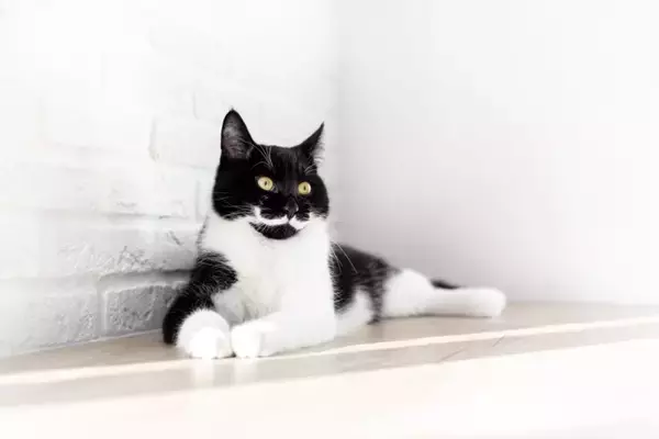 猫の『顔』に表れやすい個性的な模様5選　ユニークな呼び名や特徴もご紹介