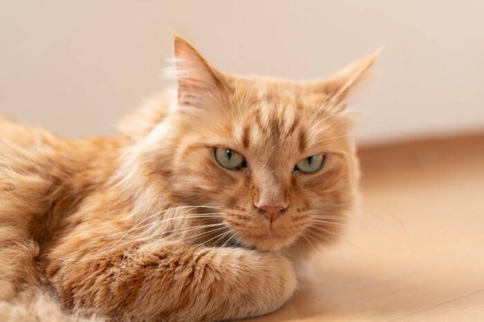 猫の『顔』に表れやすい個性的な模様5選　ユニークな呼び名や特徴もご紹介
