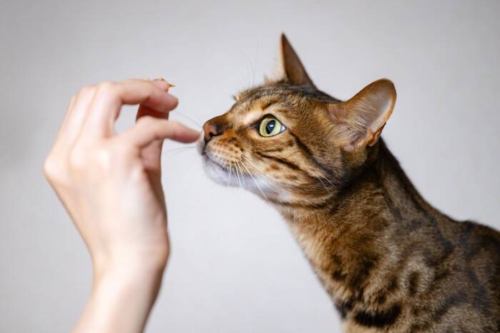 猫の『顔』に表れやすい個性的な模様5選　ユニークな呼び名や特徴もご紹介