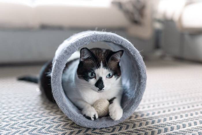 猫の『顔』に表れやすい個性的な模様5選　ユニークな呼び名や特徴もご紹介