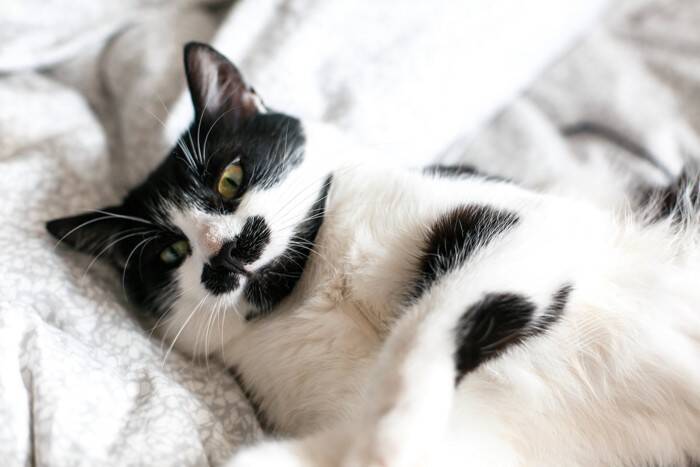 猫の『顔』に表れやすい個性的な模様5選　ユニークな呼び名や特徴もご紹介
