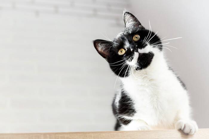 猫の『顔』に表れやすい個性的な模様5選　ユニークな呼び名や特徴もご紹介