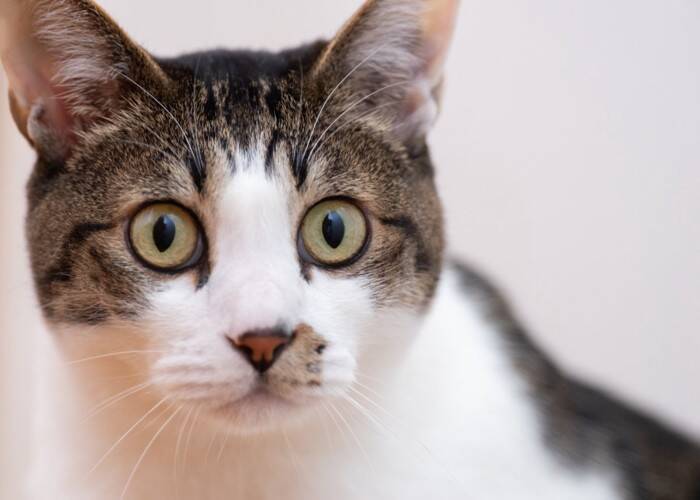 猫の『顔』に表れやすい個性的な模様5選　ユニークな呼び名や特徴もご紹介