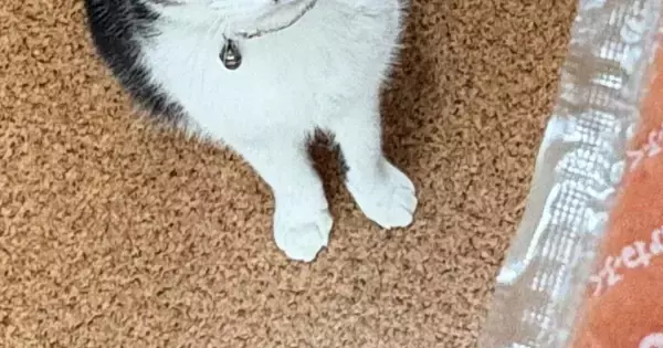 スティックタイプの明太子を手に持っていると、猫が…可愛すぎる『表情』に４万いいね「形状は似てるけどｗ」「おめめがキラキラしてる」