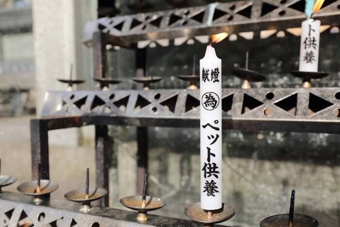 亡くなった愛猫は『お盆』に帰ってくるの？お迎えするための作法や過ごし方とは
