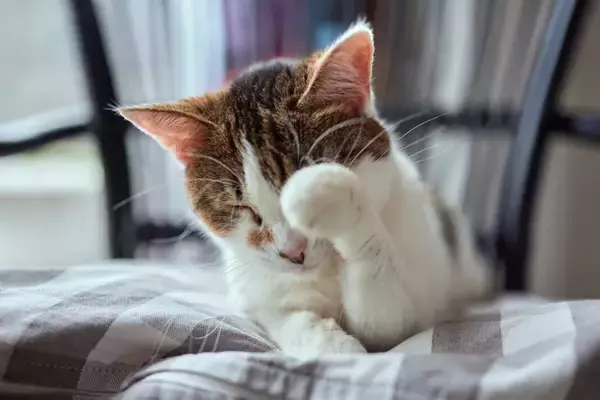 猫の目から『涙が出ている』ときに疑われるトラブル5つ　病気やケガの可能性や取るべき対処法を解説