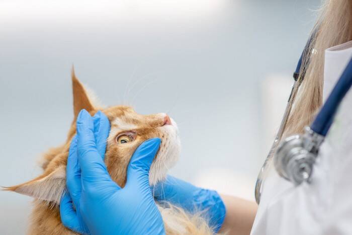 猫の目から『涙が出ている』ときに疑われるトラブル5つ　病気やケガの可能性や取るべき対処法を解説
