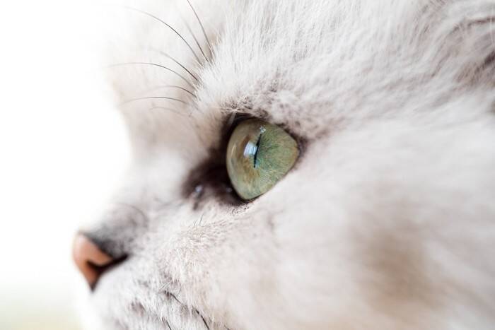 猫の目から『涙が出ている』ときに疑われるトラブル5つ　病気やケガの可能性や取るべき対処法を解説
