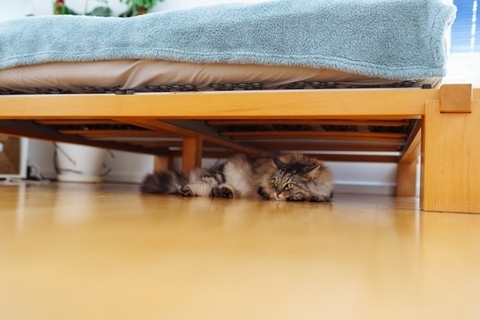 猫が『不安な思い』を抱えているサイン5選　見られやすい行動や和らげるための方法