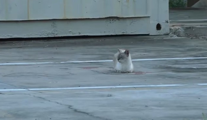 過酷な野良猫生活から解放された7歳の猫…その後美しく変貌！