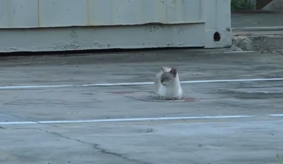 過酷な野良猫生活から解放された7歳の猫…その後美しく変貌！