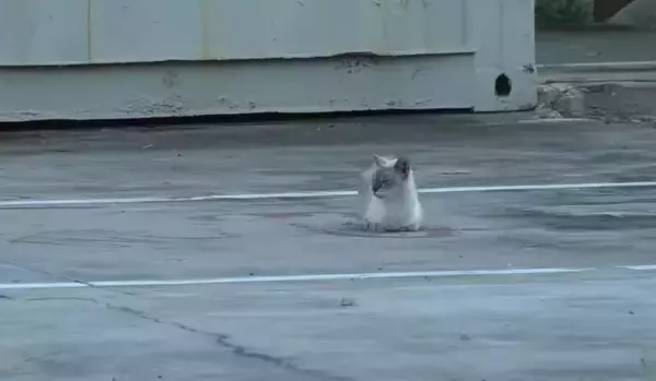 過酷な野良猫生活から解放された7歳の猫…その後美しく変貌！