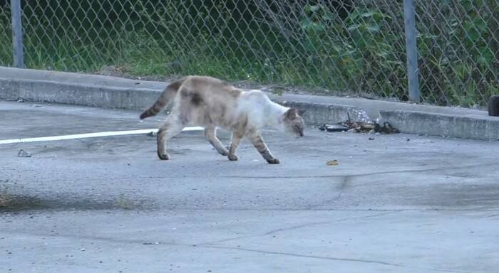 過酷な野良猫生活から解放された7歳の猫…その後美しく変貌！