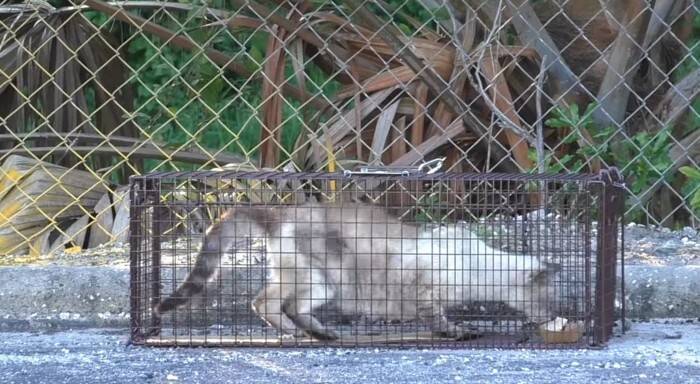 過酷な野良猫生活から解放された7歳の猫…その後美しく変貌！