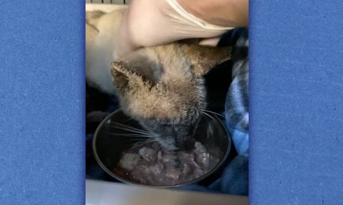 過酷な野良猫生活から解放された7歳の猫…その後美しく変貌！