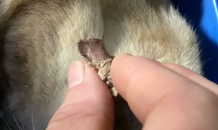 過酷な野良猫生活から解放された7歳の猫…その後美しく変貌！