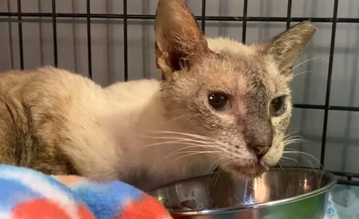 過酷な野良猫生活から解放された7歳の猫…その後美しく変貌！