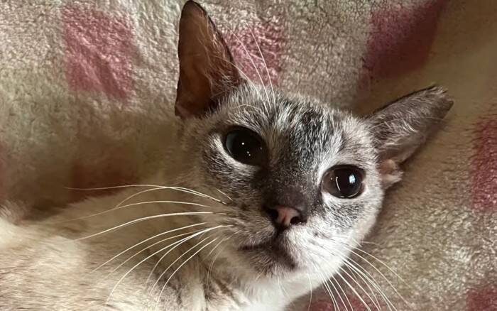 過酷な野良猫生活から解放された7歳の猫…その後美しく変貌！