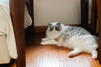 猫によっては『単頭飼い』がいい場合も！1匹で飼うことのメリット・デメリット