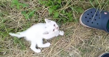 茂みから飛び出してきた『1匹の子猫』…驚きの出会いと『13年後の光景』に感動の声「出会うべくして出会った感じ」「わぁ素敵」と2万いいね