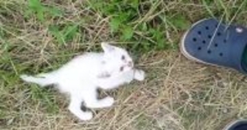 茂みから飛び出してきた『1匹の子猫』…驚きの出会いと『13年後の光景』に感動の声「出会うべくして出会った感じ」「わぁ素敵」と2万いいね