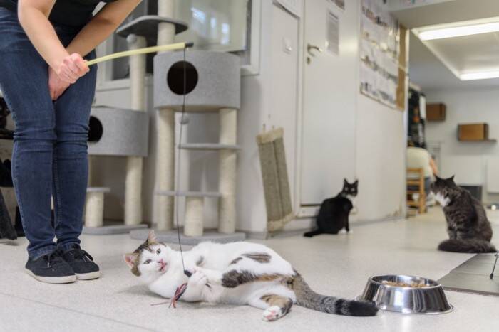 『野良猫・捨て猫』が減らない理由5つ　保護活動の現状や私たちにできること