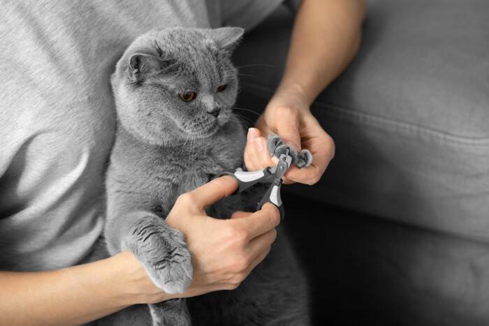猫にとって迷惑な『やりすぎお世話』5選　逆効果になる理由や悪影響を及ぼすリスクまで