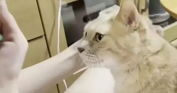 娘のそばでくつろぐ猫、次々と家族に呼ばれて…微笑ましい『争奪戦の様子』に癒される人が続出「ママさんが必死で可愛いｗ」「参加したい」