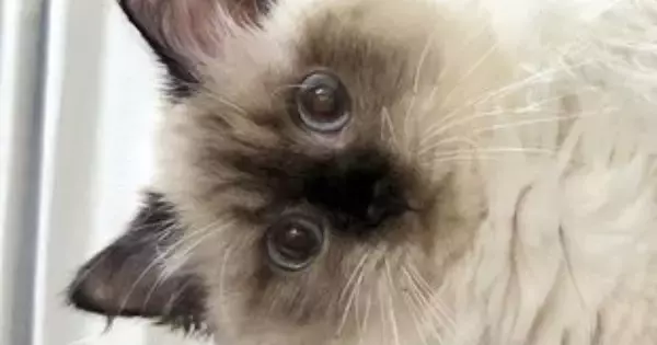 『ケージの上で寝ている猫』を見たら、ありえない体勢で…まさかの光景に２万いいね「筋肉がプルプルしそうｗ」「体幹がしっかりしてる」