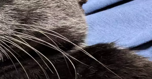 『15歳の猫』と『2歳の猫』の顔を並べてみた結果…まさかの光景に「2歳どうしたｗｗ」「猫生何周目なんだろうｗ」と爆笑の声続出