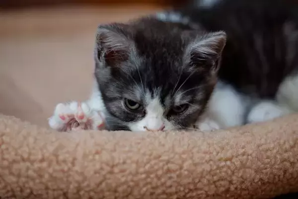 猫がする愛おしい『手の動き』5選　仕草に込められている意味や心理までご紹介